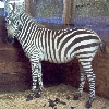 My zebra
