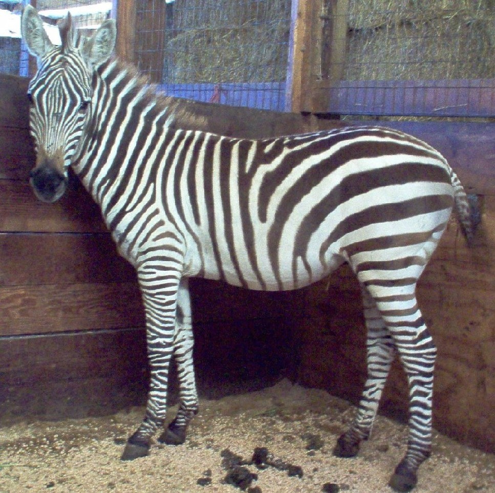 My zebra