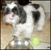 Slurpy tongue...food dish