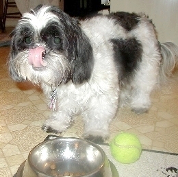 Slurpy tongue...food dish