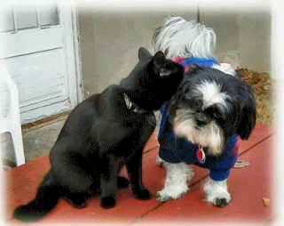 Anim Katie & Luna