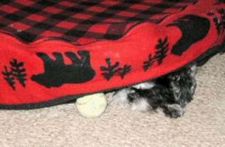 Anim Pup at heart....