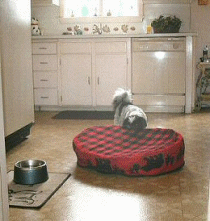 Anim bed takes a trip two..