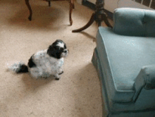 Anim chair