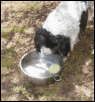 Animation Fun and games with tennis ball and water dish..