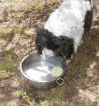 Animation Fun and games with tennis ball and water dish..