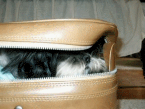 Anim suitcase