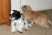 Doggie sitting...Benji and Katie