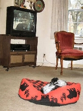 Basketball Katie...TV