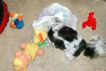 Bath...toys Katie