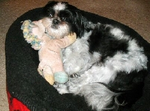 Bed...pony