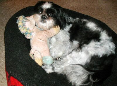 Bed...pony