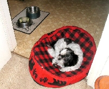 Bed, kitchen, food dish, tb