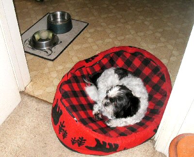 Bed, kitchen, food dish, tb