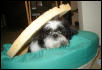 Bed captures Katie