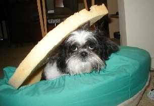 Bed captures Katie