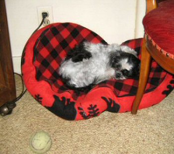 Bed and Katie behind chair two