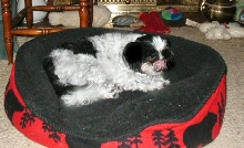 Bed...tongue out