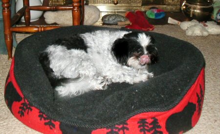 Bed...tongue out