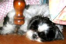 Bedsig