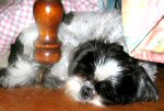 Bedsig
