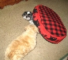 Benji, Katie, bed