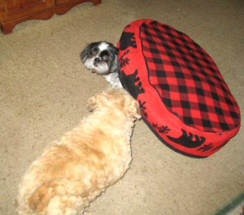 Benji, Katie, bed