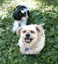Benji and Katie....free at last