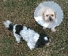 Benji...cone...Katie