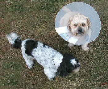 Benji...cone...Katie