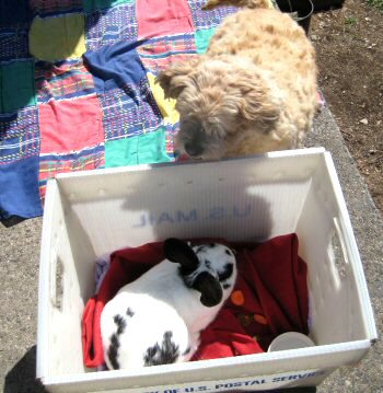 Benji & Bunny