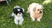 Benjie and Katie front yard....newest