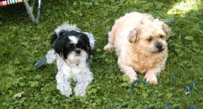 Benjie and Katie front yard....newest