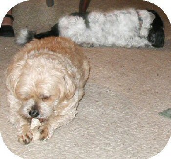 Benji and Katie chew bones