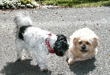 Benji Katie driveway