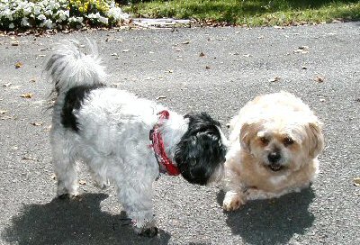 Benji Katie driveway