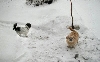 Benji and Katie snow...