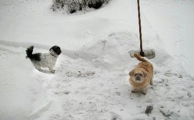 Benji and Katie snow...