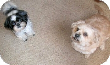 Benji and Katie treats
