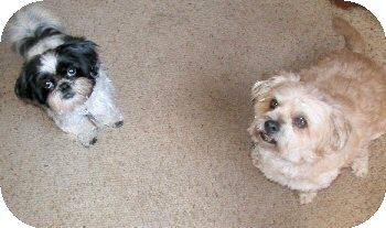 Benji and Katie treats