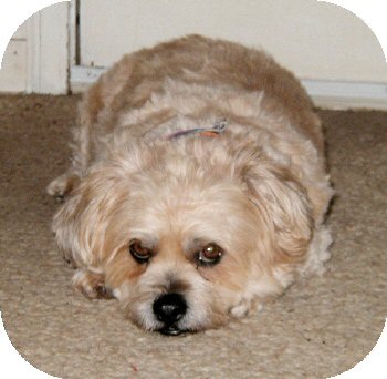 Benji door