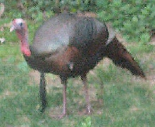 Bird????