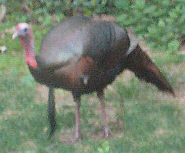 Bird????