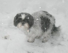 Blizzard...not going anywhere