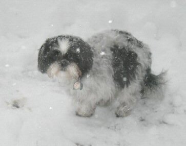 Blizzard...not going anywhere