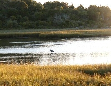 Blue Heron