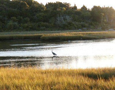 Blue Heron