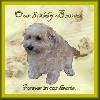 Boomer....forever in our hearts