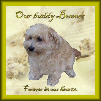 Boomer....forever in our hearts