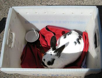 Bunny